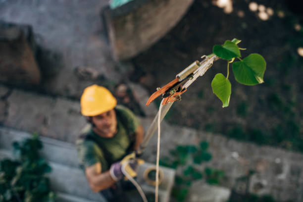 How Our Tree Care Process Works  in Hampshire, IL